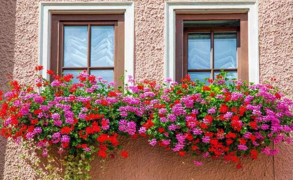 Fenêtres pour maison ancienne | Fenomax - Photo de l'extérieur d'une maison mettant en avant les fenêtres, avec des fleurs roses et rouges devant celles-ci