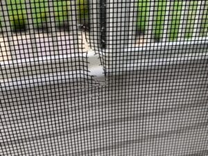 torn window screen repair the mesh or replace the frame